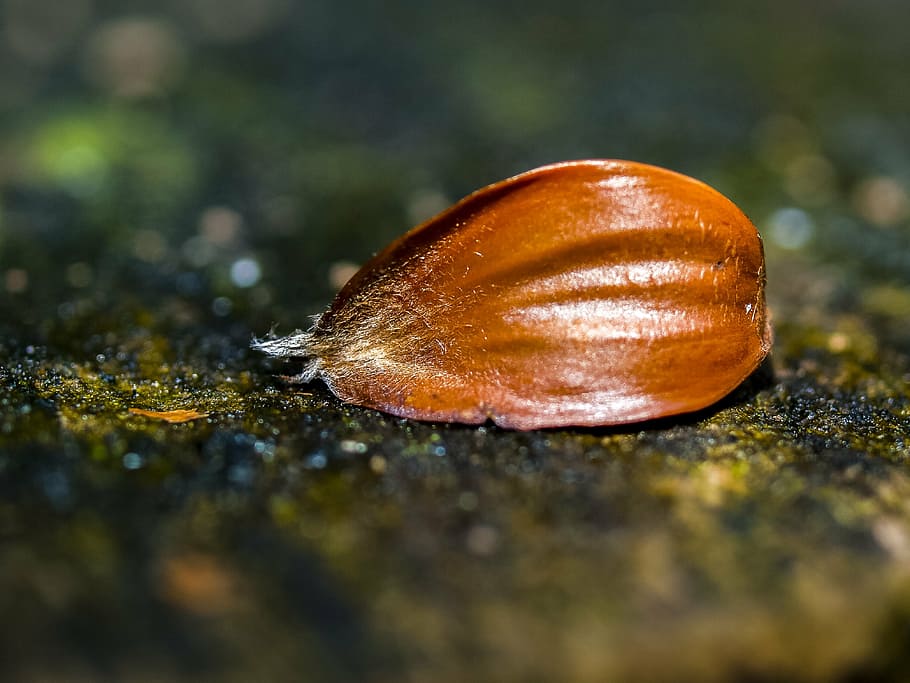 beechnut, fruit, nature, close-up, selective focus, no people HD wallpaper