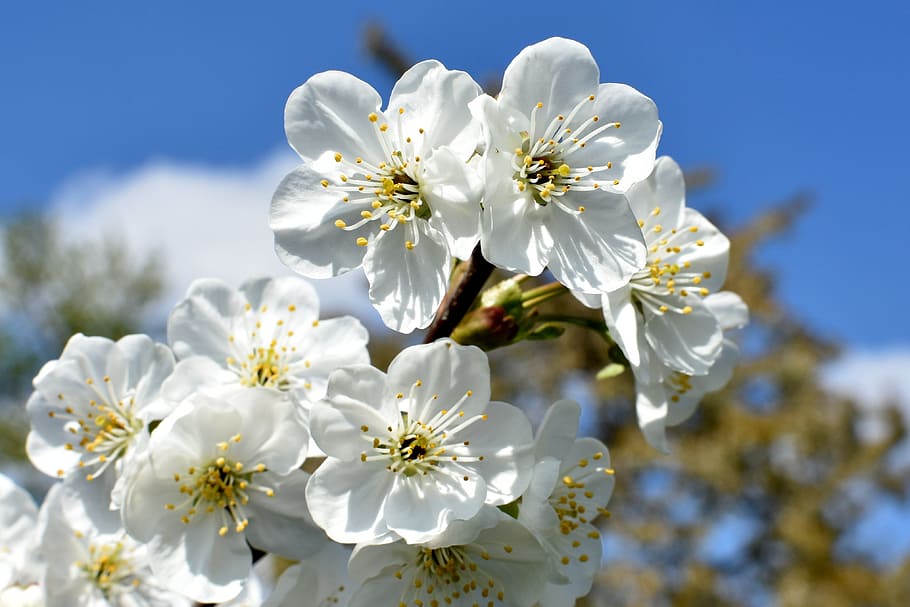 closeup photography of white flowering tree in bloom, cherries HD wallpaper