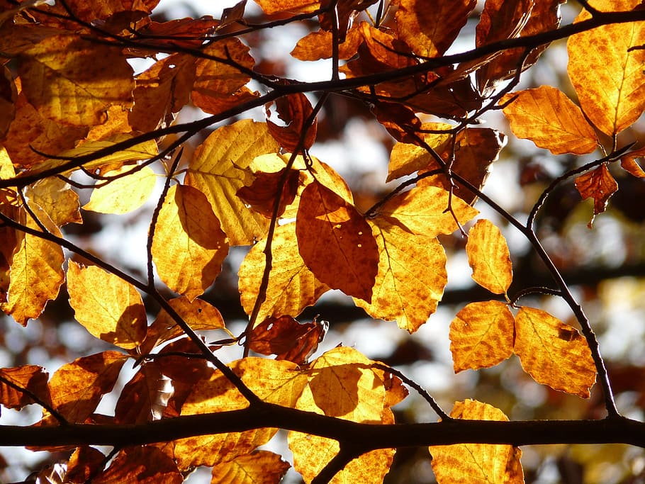 beech, fagus sylvatica, deciduous tree, golden autumn, golden october HD wallpaper