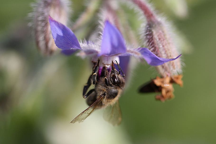 bee on purple flower, macro, honey bee, blossom, bloom, animal themes HD wallpaper