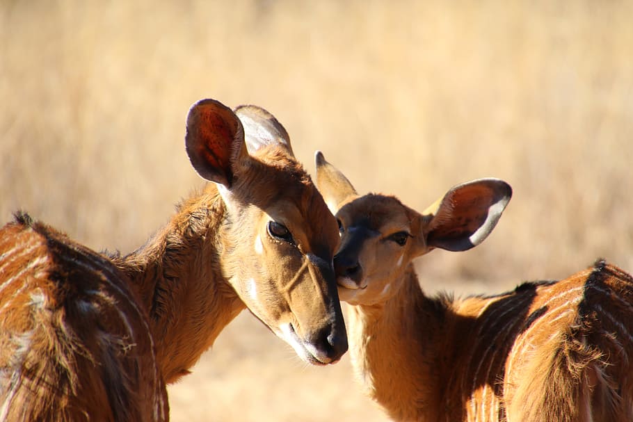 cute, animals, deer, outdoors, daylight, ears, safari, wild animal HD wallpaper
