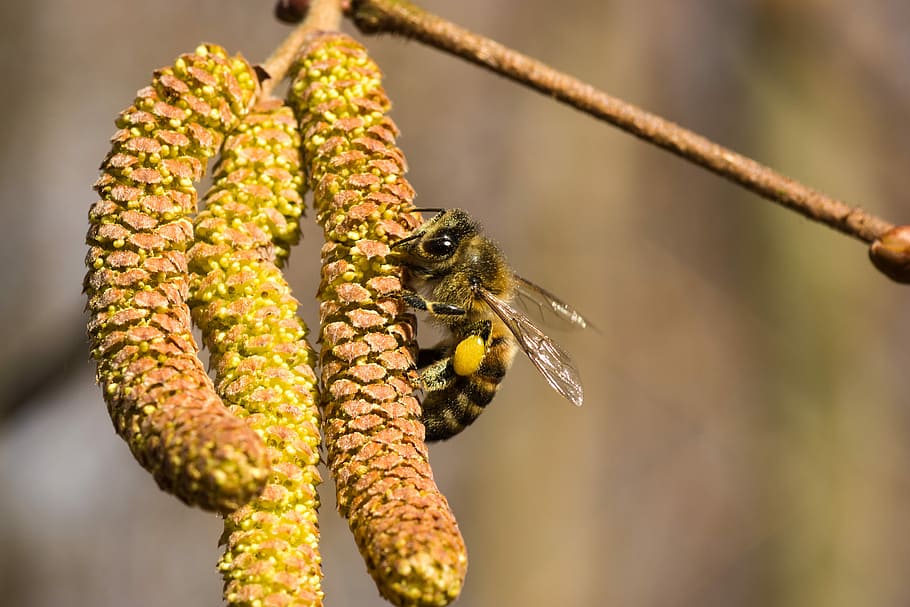 nature, tree, plant, insect, close, pollen, bee, collect, hazel HD wallpaper