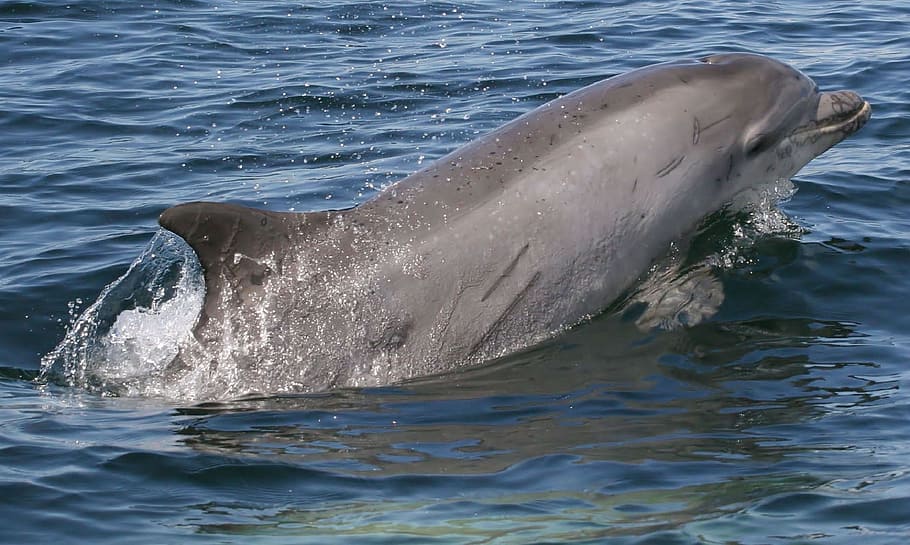 gray Dolphin swimming on sea, bottlenose dolphin, surface, ocean HD wallpaper