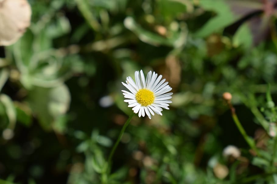 daisy, flower, garden, flowering plant, freshness, vulnerability HD wallpaper