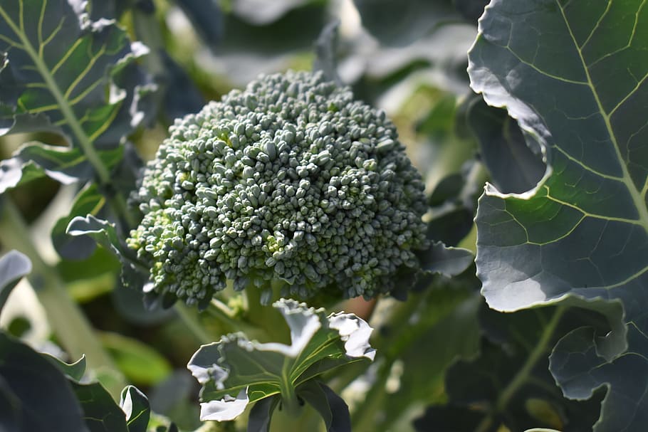 broccoli, garden, vegetable, organic, healthy, produce, natural HD wallpaper