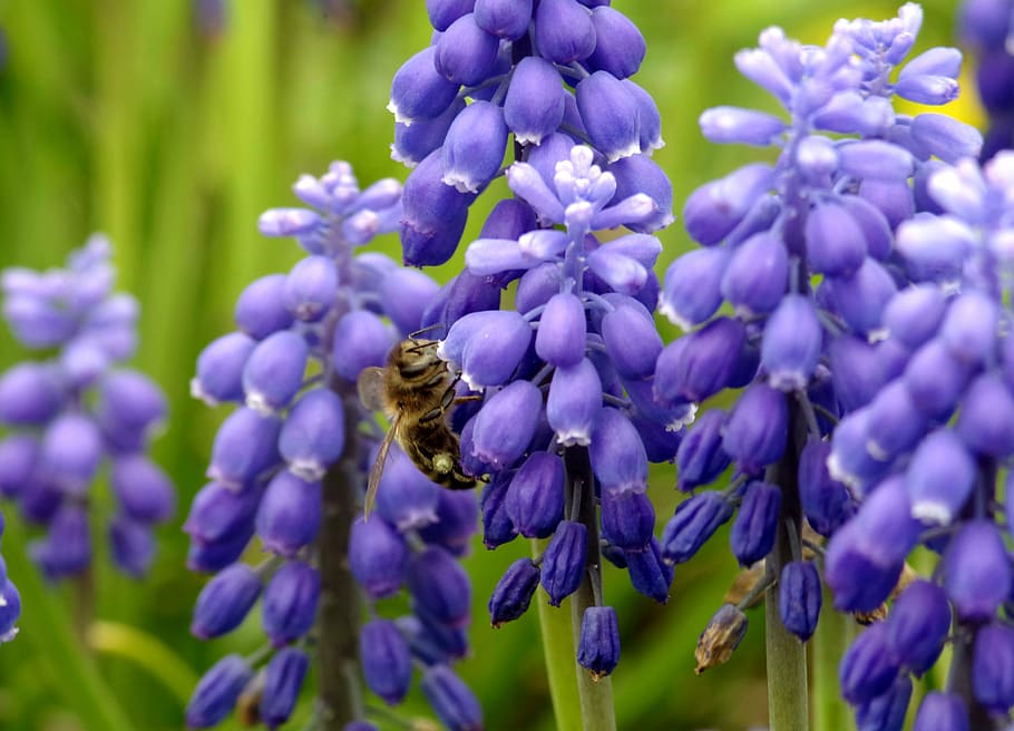 bee, pollinate, pollen, honey, flowering, insect, nectar, macro HD wallpaper