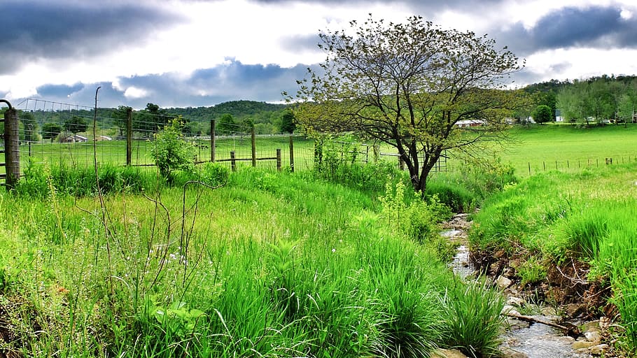 tree, stream, water, nature, landscape, green, scenic, natural HD wallpaper