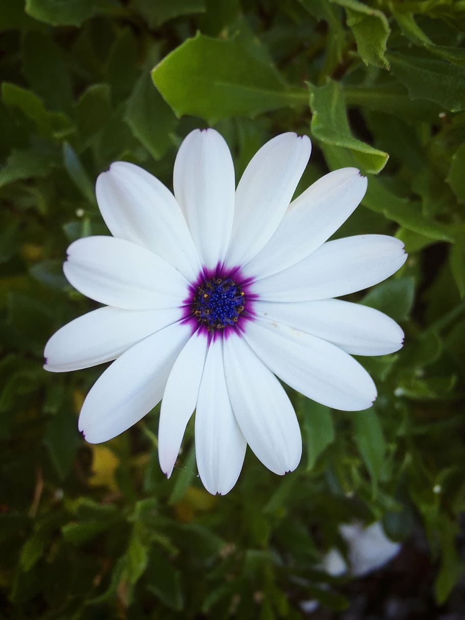 white, flower, flowers, macro, pretty, purple, colour, bloom HD wallpaper