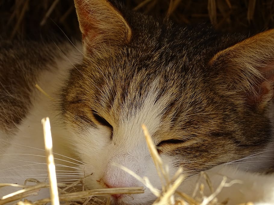 cat, sleeping, pet, rest, cute, mammal, feline, animal themes HD wallpaper