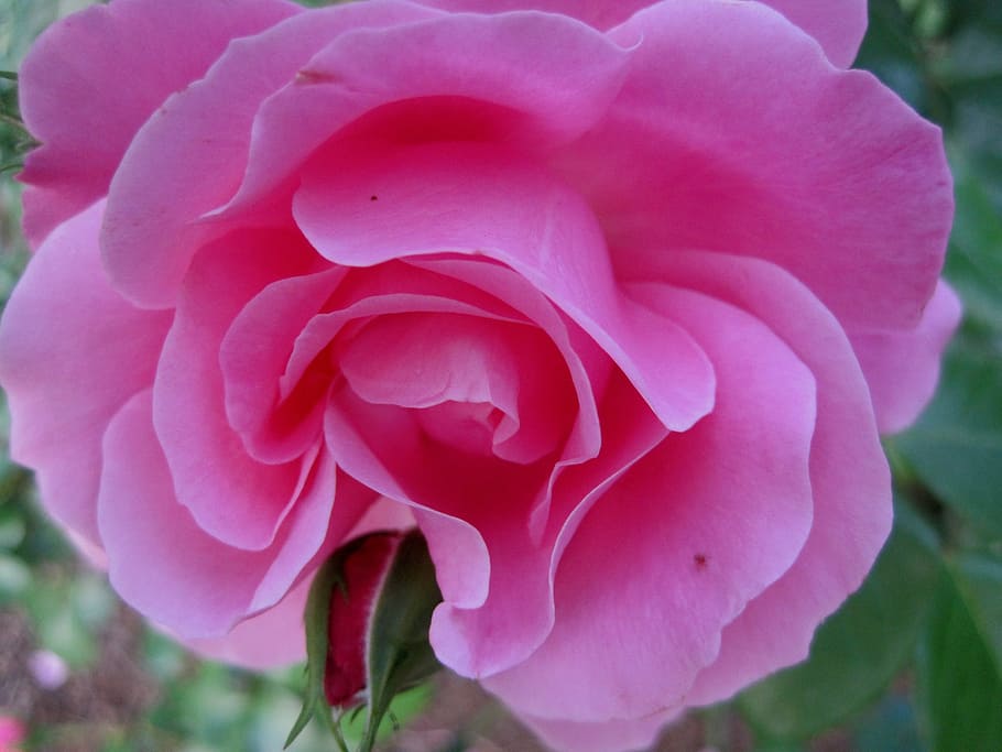 rose, deep pink, open, bloom, bud, petals, soft, delicate, green leaves HD wallpaper