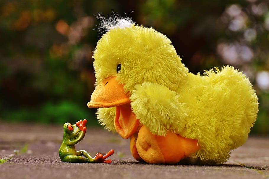 selective focus photography of duck sitting front of red eyed frog HD wallpaper
