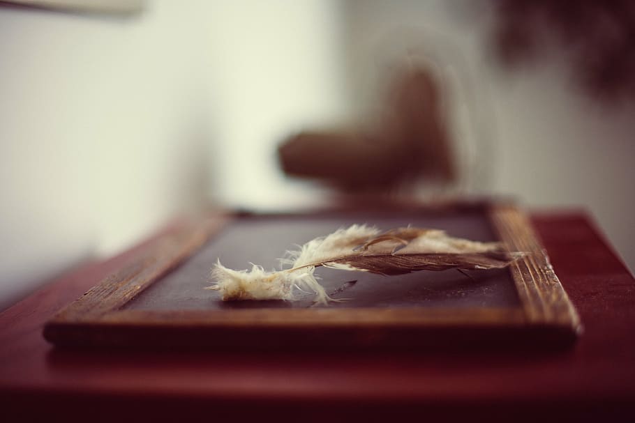 chalkboard, blackboard, feather, school, old, historic, vintage HD wallpaper