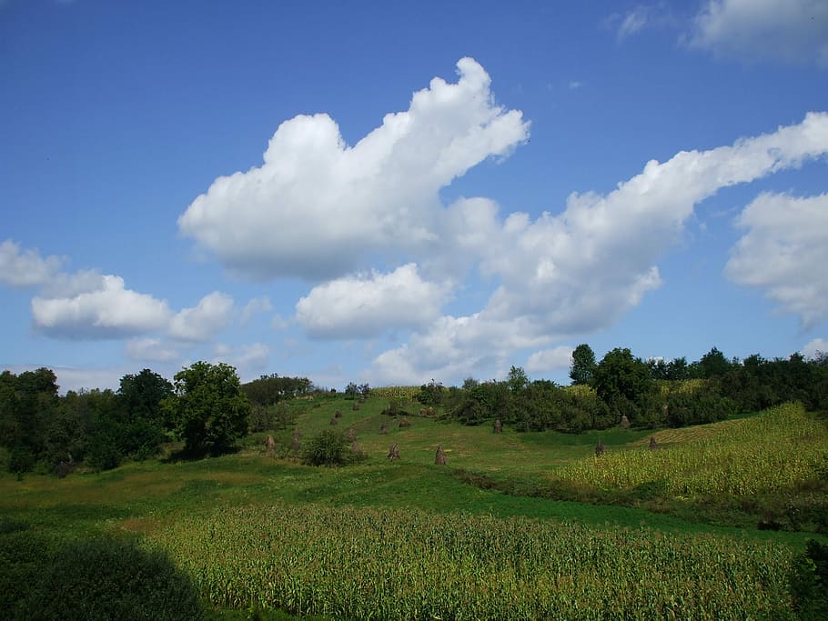 Field, Rural, Countryside, cloud - sky, landscape, nature, agriculture HD wallpaper