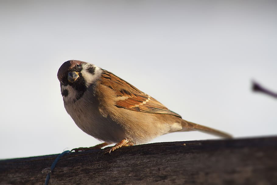sparrow, bird, closeup, nature, natural, wildlife, animal, beak HD wallpaper