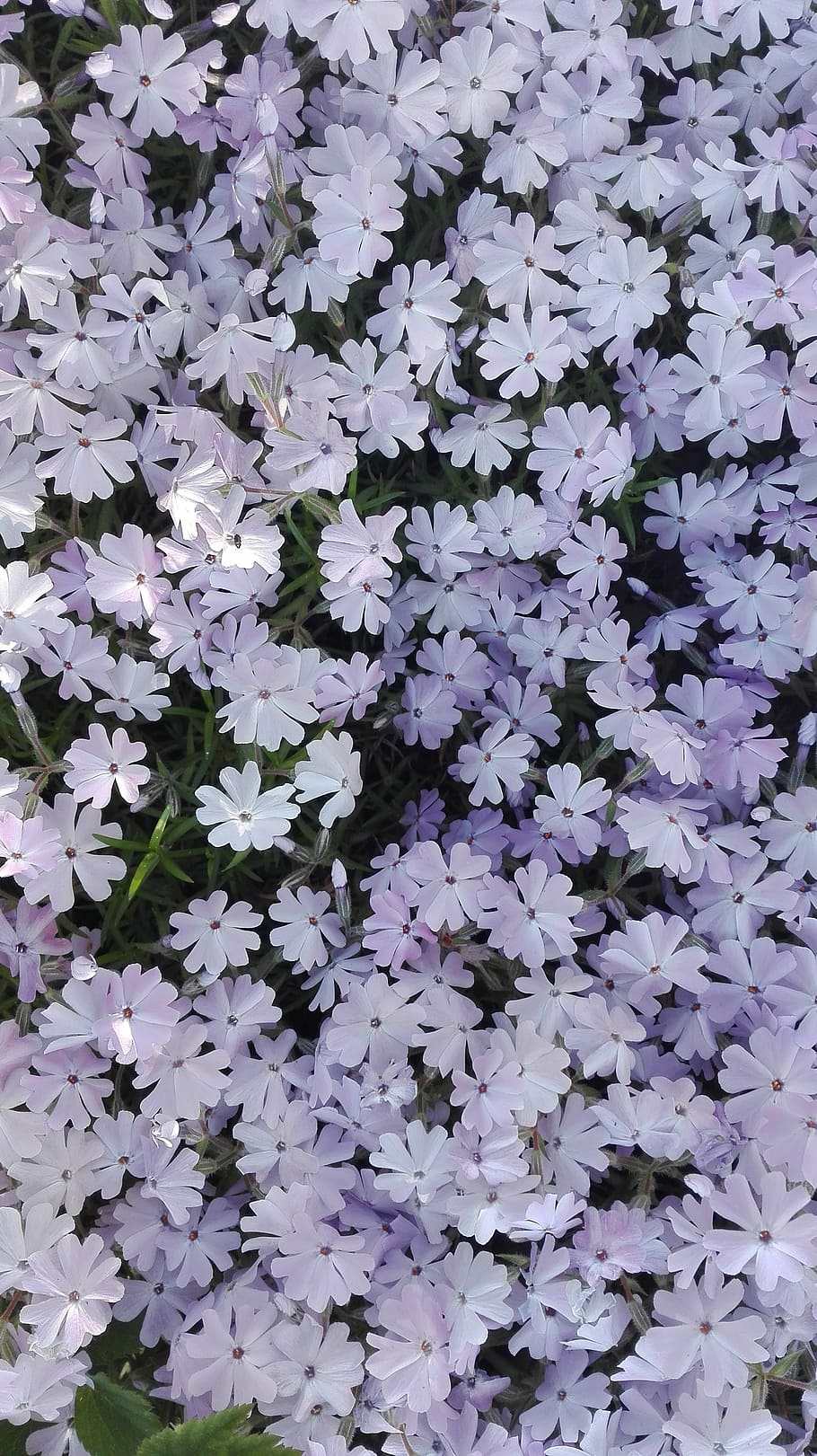 may, spring, flowers, flowering plant, fragility, beauty in nature HD wallpaper