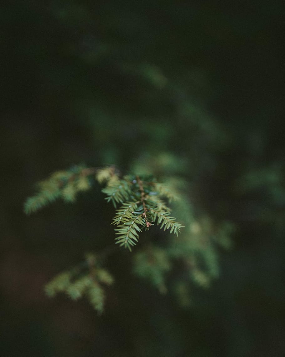 shallow focus of green leaf, green leafed plant, pine tree, branch HD wallpaper