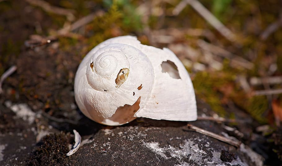 shell, broken, leave, empty, holes, without screw, nature, close HD wallpaper