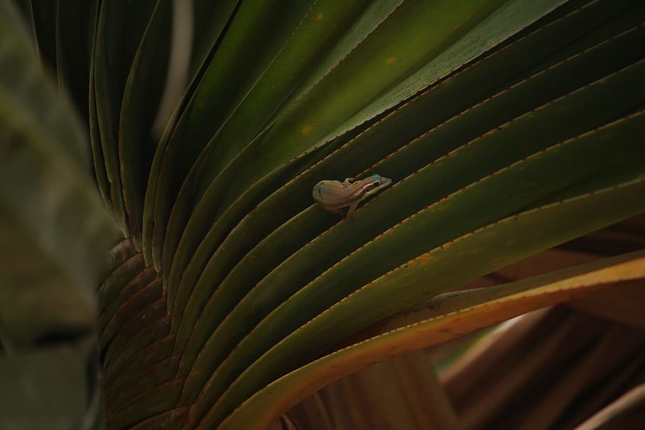 Mauritius, Gecko, Palm, Sun, California, mosque, stand, sea HD wallpaper