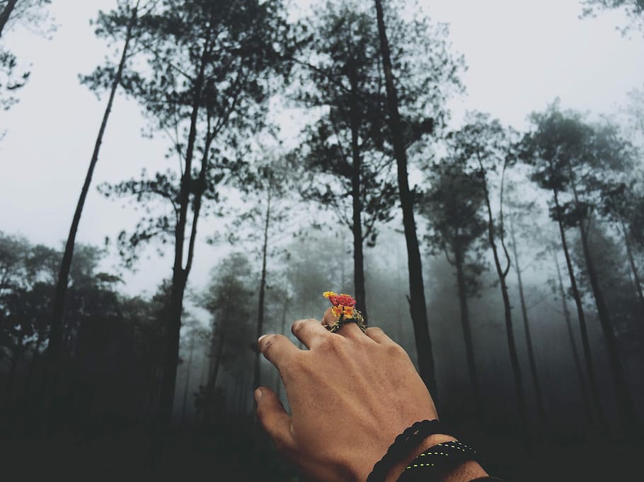 person at forest covered in fog, person wearing red floral ring HD wallpaper