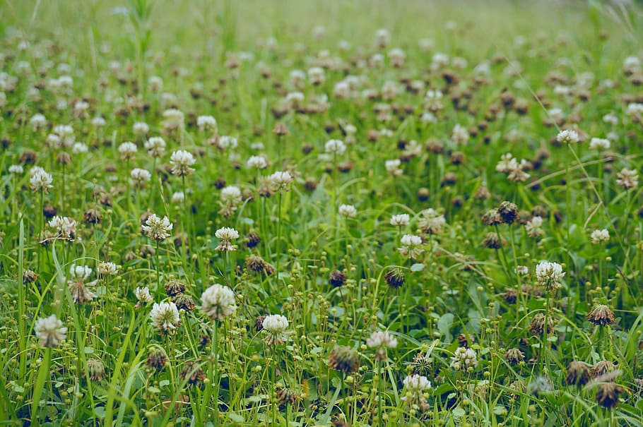 Field, Shamrock, Pool, Leaf, Nature, plants, summer, green HD wallpaper