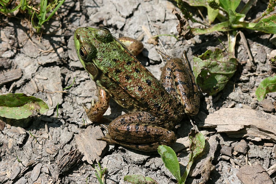 Frog, Amphibian, Ground, Marsh, resting, animal, wildlife, zoology HD wallpaper