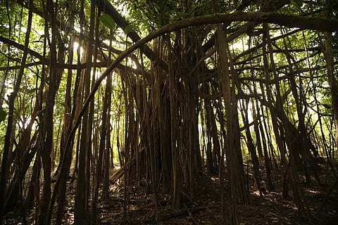 photo of green leafed plant, jungle, selva, amazon, tree, forest HD wallpaper