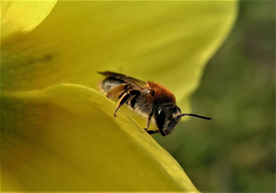 bee, nature, insect, pollen, honey, closeup, honeybee, animal themes HD wallpaper