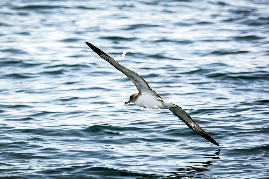 seagull, water, bird, flying, waterfowl, waterbird, wildlife HD wallpaper