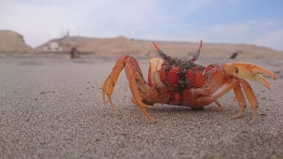 crab, beach, approach, sand, one animal, animal themes, animals in the wild HD wallpaper