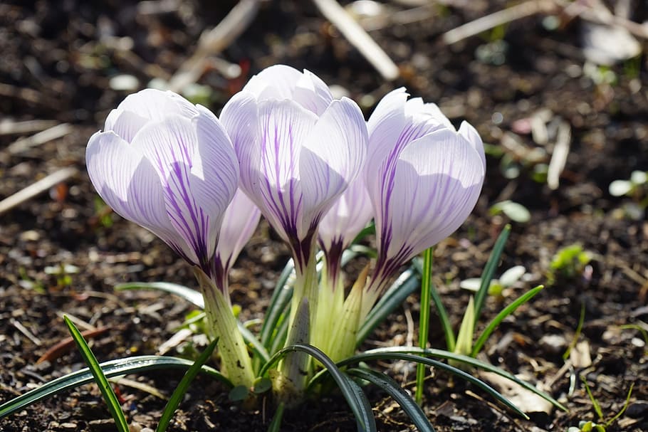 Crocus, Violet, White, Striped, Flower, spring, bühen, colorful HD wallpaper