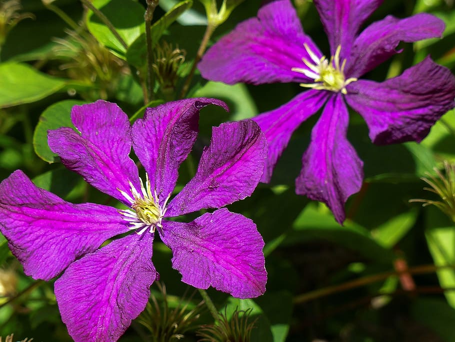 prune, clematis, jackmanii, purple, flower, garden, summer, HD wallpaper