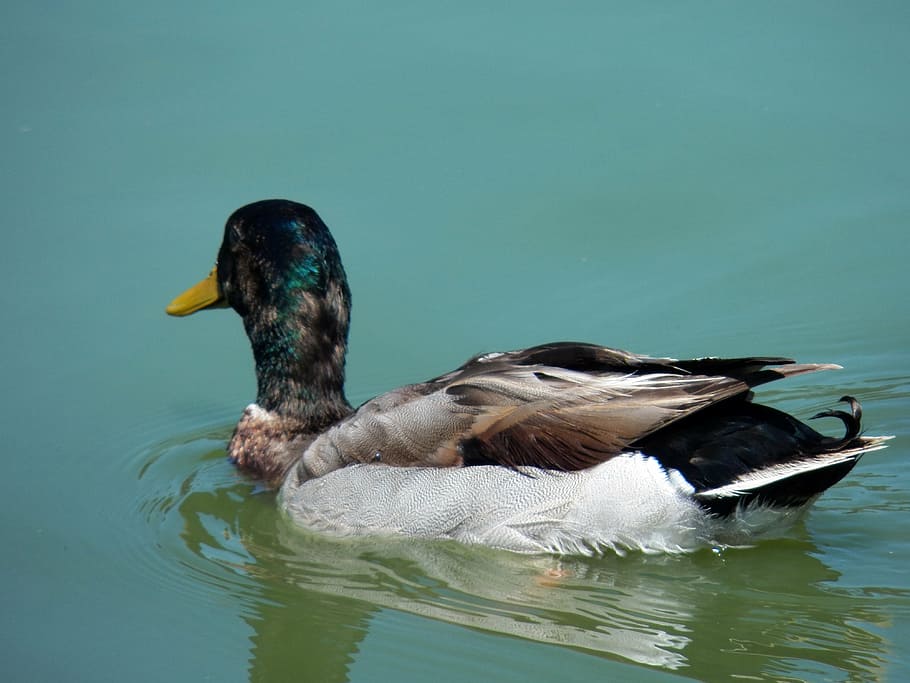 bird, water, pond, wild, wildlife, blue, duck, natural, nature HD wallpaper