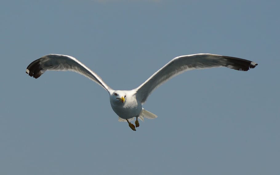 Gull, Fly, Water Bird, one animal, animals in the wild, flying HD wallpaper