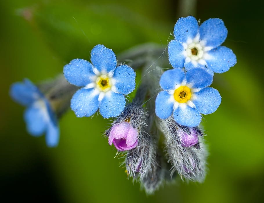 flower, nature, plant, sheet, macro, flowering plant, beauty in nature HD wallpaper
