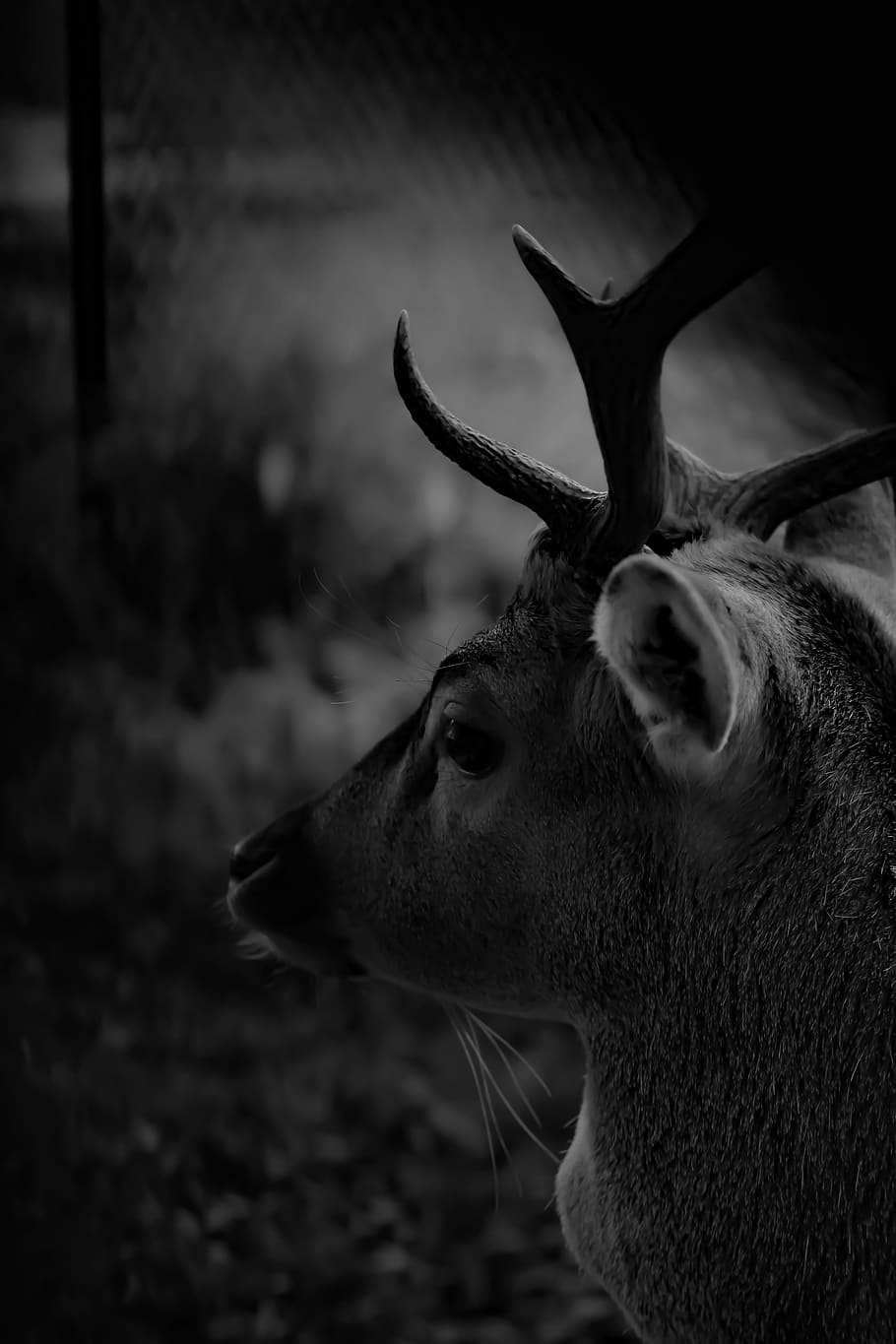 deer, wild, nature, park, one animal, animal themes, mammal HD wallpaper