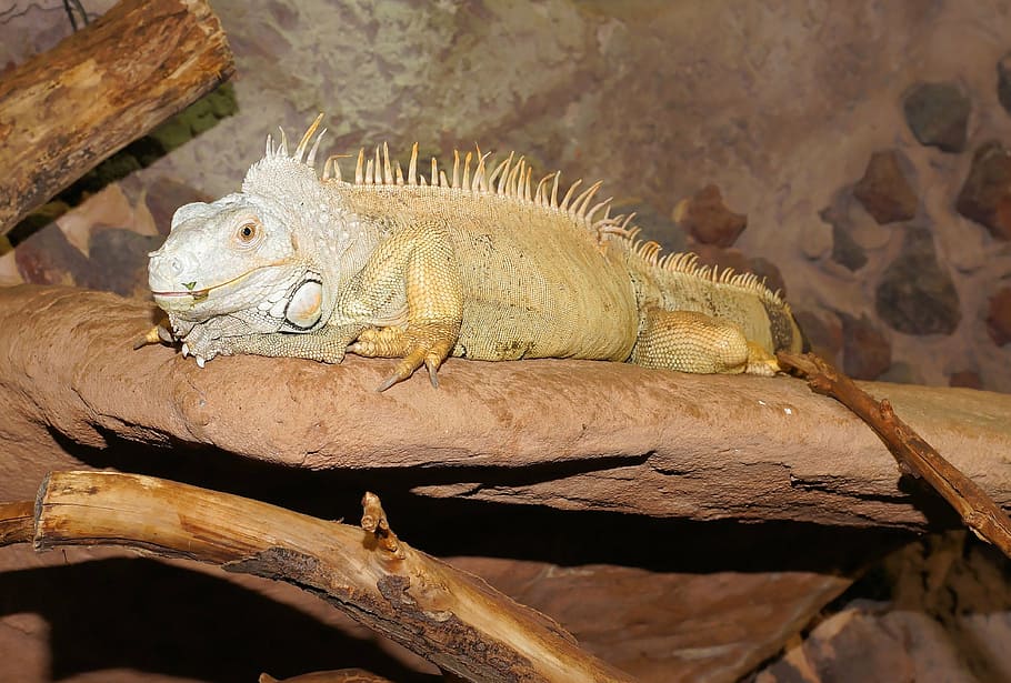 lizard, reptile, iguana, scale, insect eater, rock, lurk may rest HD wallpaper
