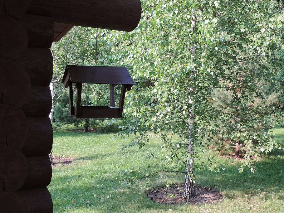 birdhouse, dacha, forest, plant, nature, green color, day, grass HD wallpaper