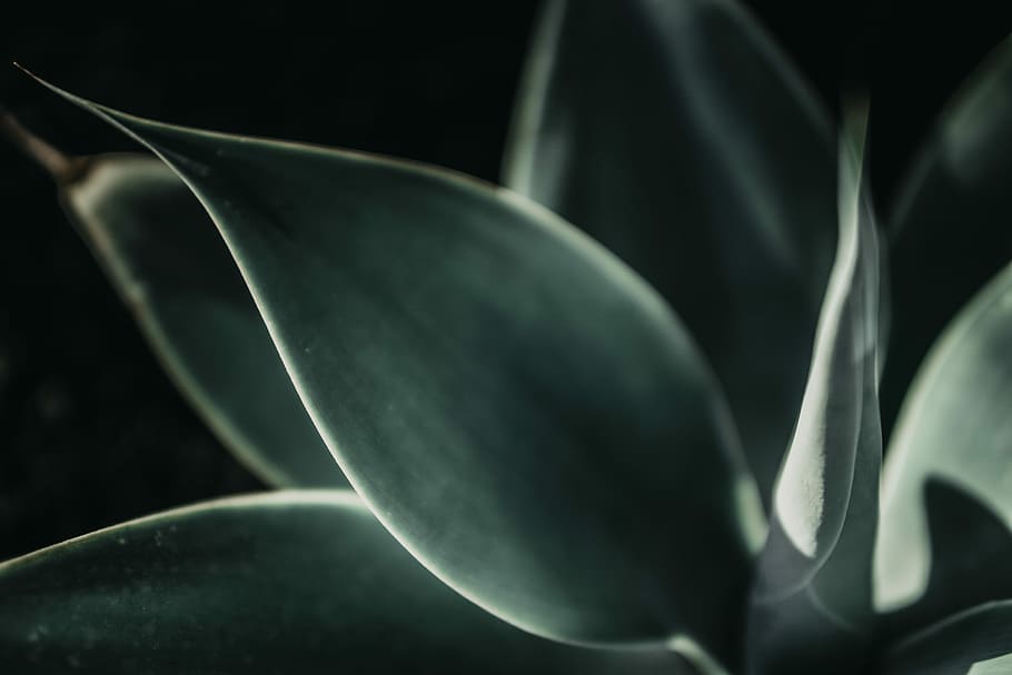 photo of green leafed plant, close-up photo of green leaf plant HD wallpaper
