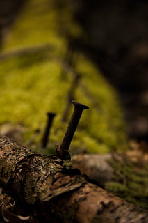 nature, autumn, wood, tree, leaf, nail, moss, spring, green HD wallpaper
