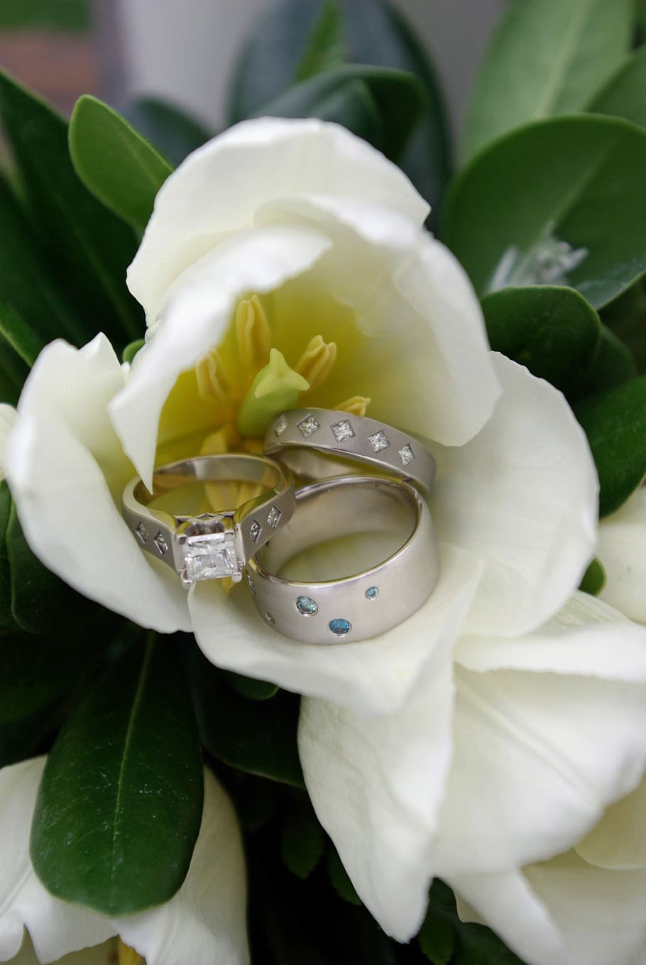 Flowers, Rings, Liabilities, rose - flower, white color, leaf HD wallpaper
