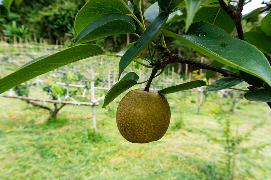 fruit, peach, farm, healthy eating, food and drink, tree, plant HD wallpaper