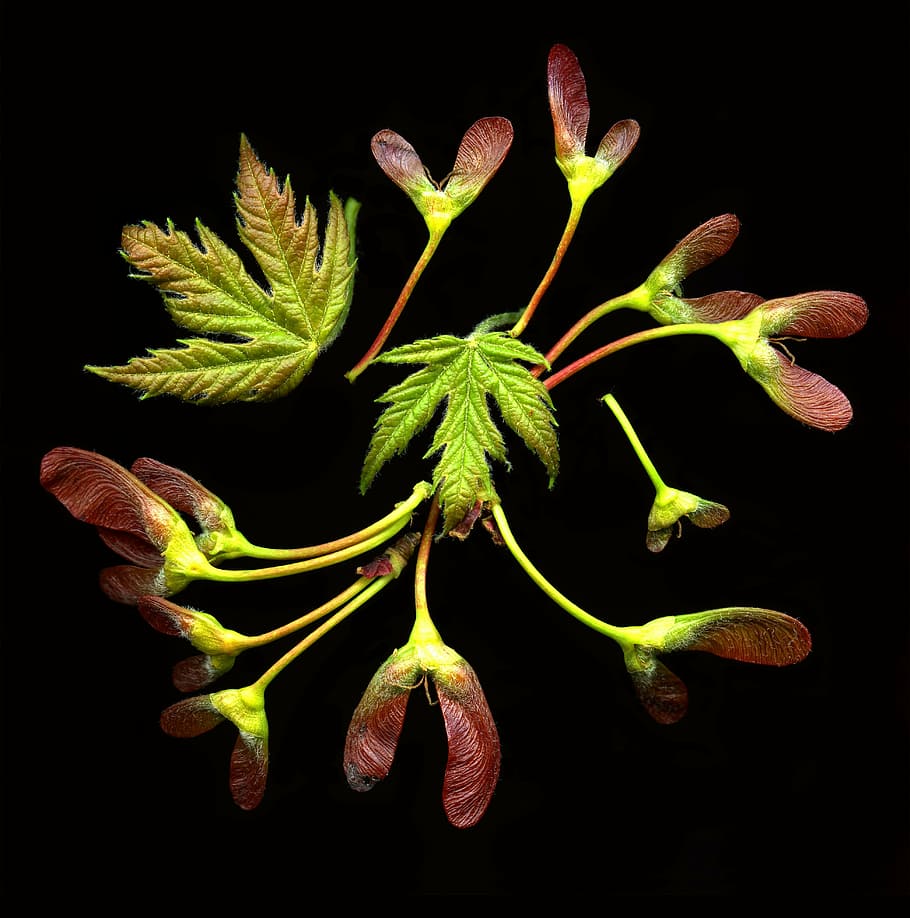 maple seeds, maple leaves, green, plant, leaf, foliage, nature HD wallpaper
