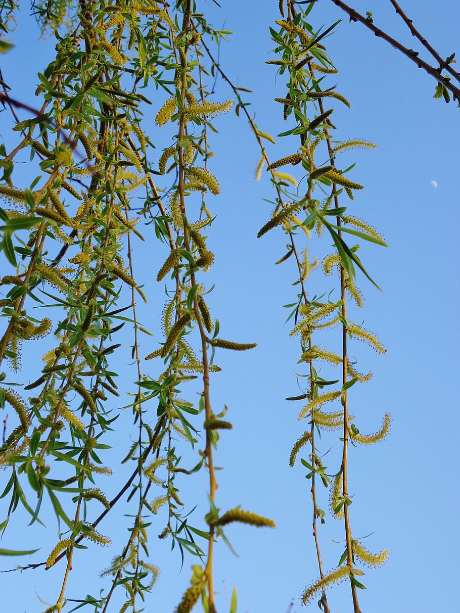 Branches, Buds, Tree, Sky, Blue, Contrast, blue contrast, green HD wallpaper