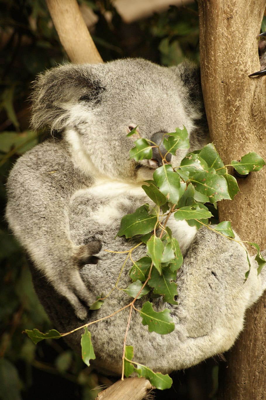 Коалы листья эвкалипта. Коала на эвкалипте. Эвкалипт дерево коала. Коала эвкалиптовый мишка. Эвкалипт в Австралии с коалой.