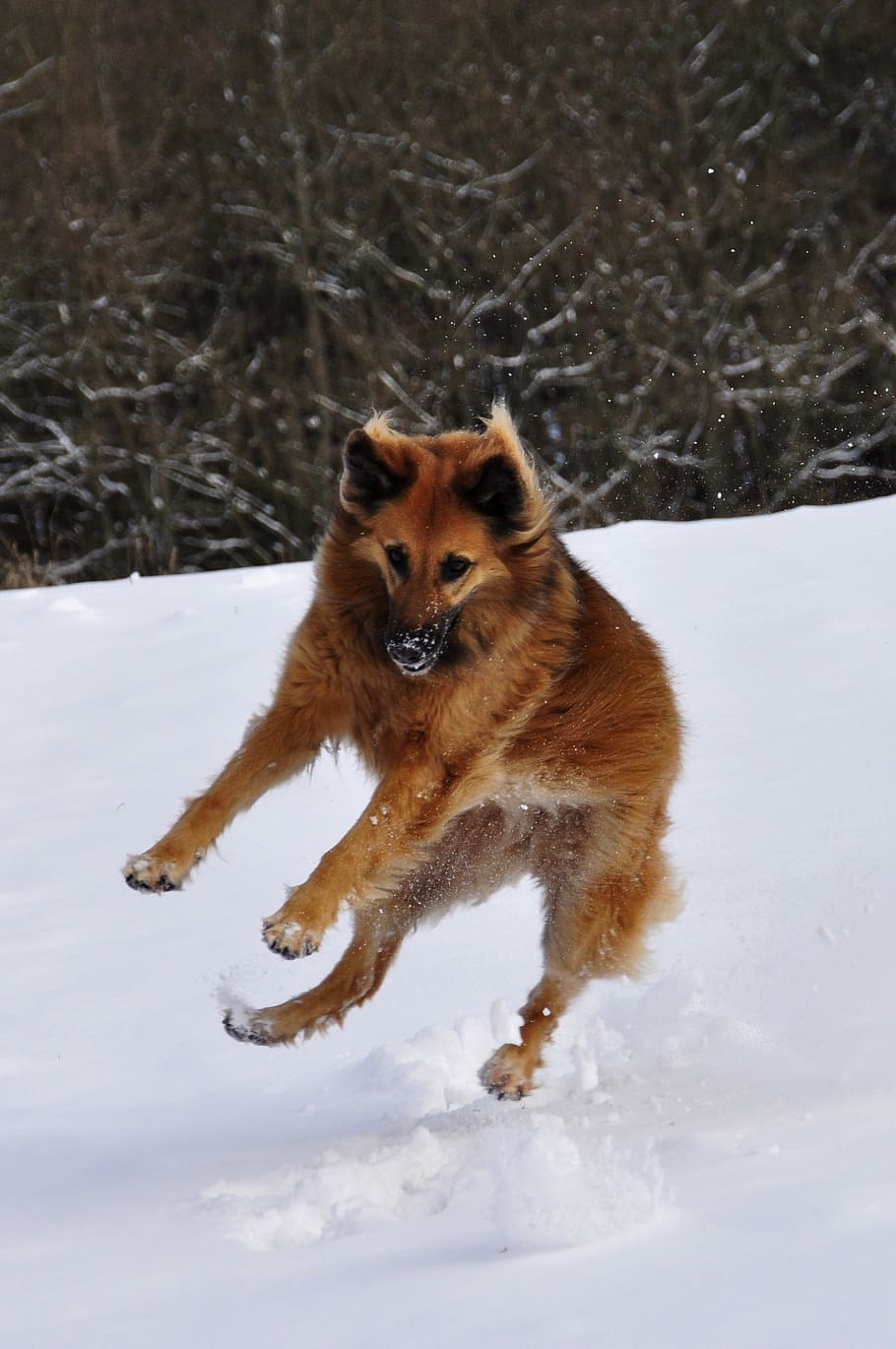 long-coated brown dog playing on snowfield during daytime, jump HD wallpaper