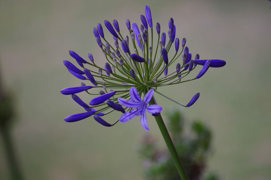nature, flora, flower, summer, outdoors, flowering plant, freshness HD wallpaper