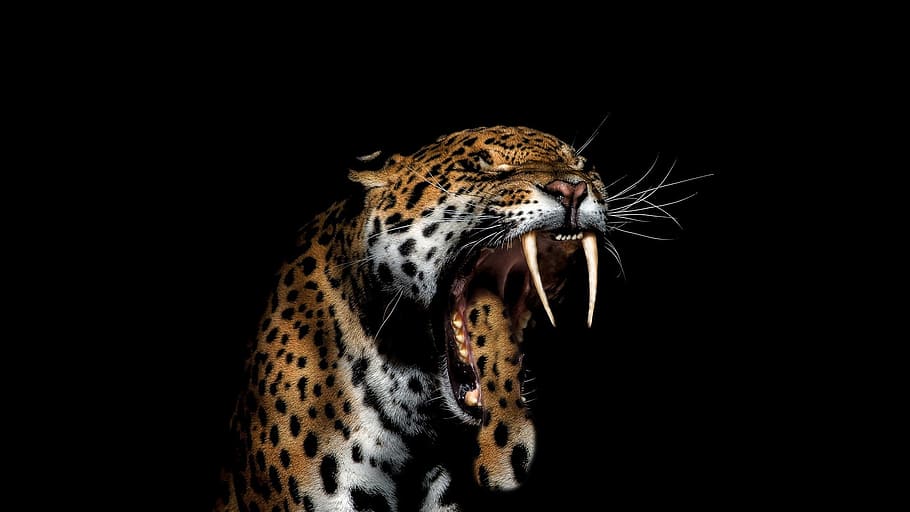 HD wallpaper: jaguar, animal, wild, animals, feline, animal rescue,  language colorful | Wallpaper Flare