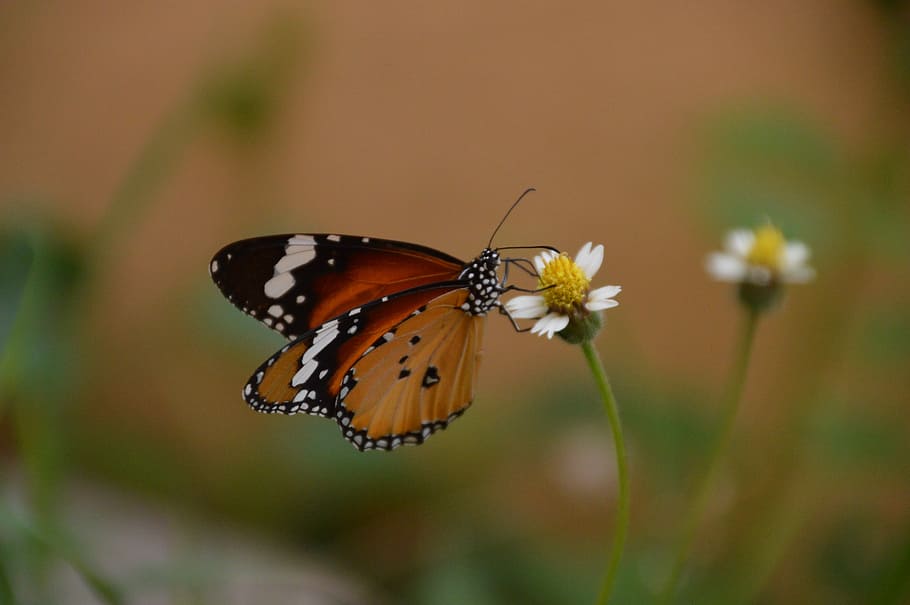 Butterfly, On Top, insect, butterfly - insect, animals in the wild HD wallpaper