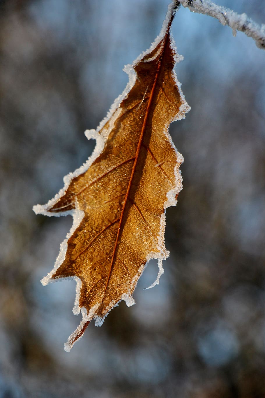 Leaf, Frost, Nature, Winter, winter magic, autumn, change, dry HD wallpaper