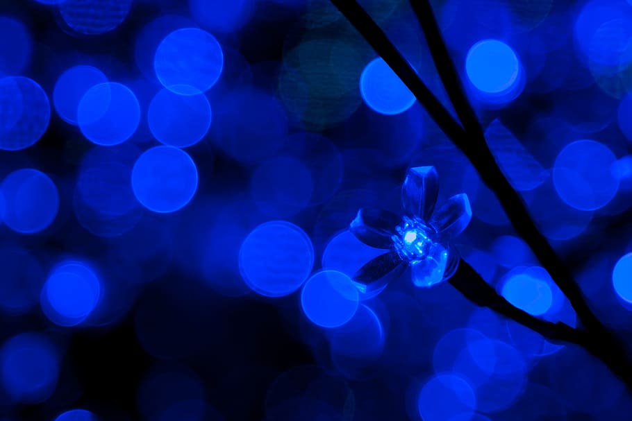 blue flower in bokeh photography, background, bulb, christmas HD wallpaper